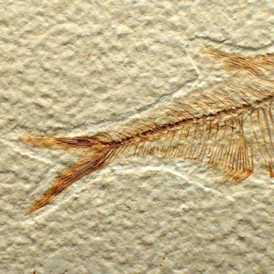 Buy collectible fossil fish Diplomystus dentatus FP253 Buy collectible fossil fish Diplomystus dentatus FP253