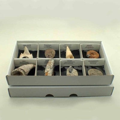 Fosil collection CF01