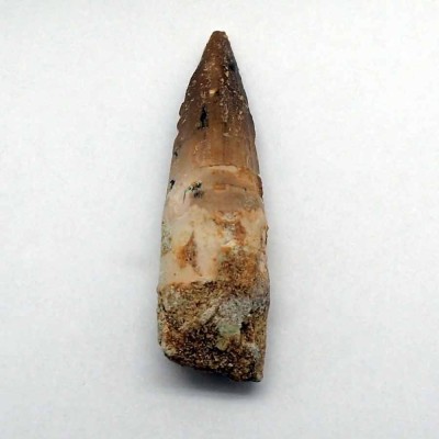 Buy tooth Spinosaurus aegyptiacus-FD137 Buy tooth Spinosaurus aegyptiacus-FD137