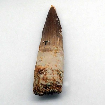 Buy tooth Spinosaurus aegyptiacus-FD137 Buy tooth Spinosaurus aegyptiacus-FD137