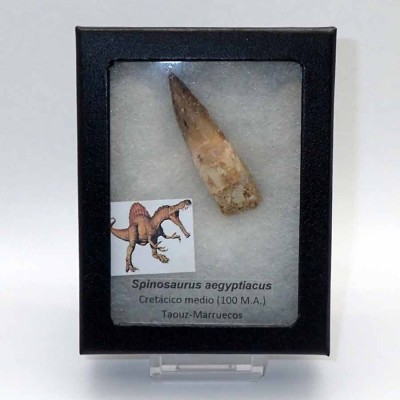 Buy tooth Spinosaurus aegyptiacus-FD137 Buy tooth Spinosaurus aegyptiacus-FD137