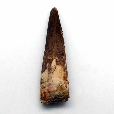 Buy Spinosaurus marrocanus dinosaur - FD141 Buy Spinosaurus marrocanus dinosaur - FD141