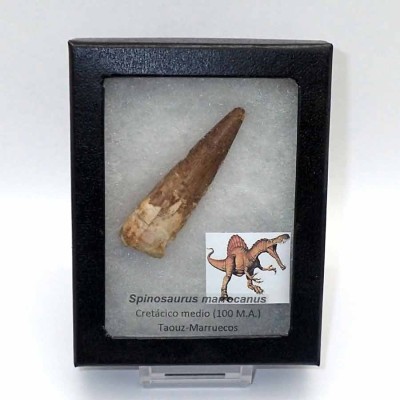 Buy Spinosaurus marrocanus dinosaur - FD141 Buy Spinosaurus marrocanus dinosaur - FD141
