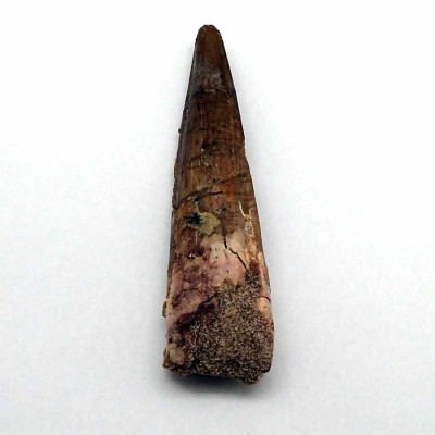 Buy Spinosaurus marrocanus dinosaur - FD141 Buy Spinosaurus marrocanus dinosaur - FD141