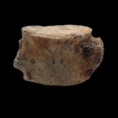 Comprar Vertebra de Mosasaurus-FAR37 Comprar Vertebra de Mosasaurus-FAR37