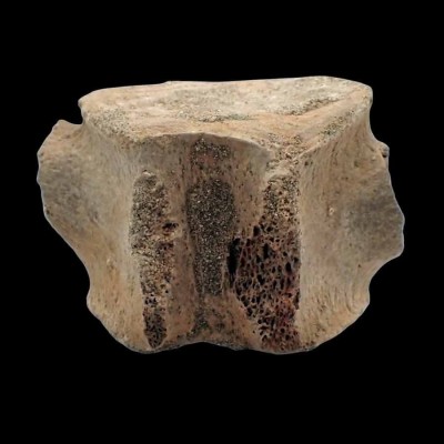 Comprar Vertebra de Mosasaurus-FAR37 Comprar Vertebra de Mosasaurus-FAR37