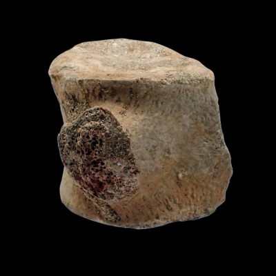 Comprar Vertebra de Mosasaurus-FAR37 Comprar Vertebra de Mosasaurus-FAR37