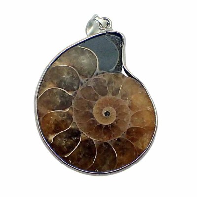 Buy Ammonites Pendant, silver-mounted jewelry-B08 Buy Ammonites Pendant, silver-mounted jewelry-B08