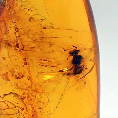 Buy amber from Russia, A20 Buy amber from Russia, A20