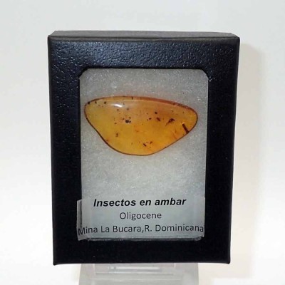 Comprar Ambar de colección con Insectos-A58 Comprar Ambar de colección con Insectos-A58