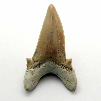 Comprar dientes de tiburón fosíles para colección, Otodus obliquus - F055 Comprar dientes de tiburón fosíles para colección, Otodus obliquus - F055