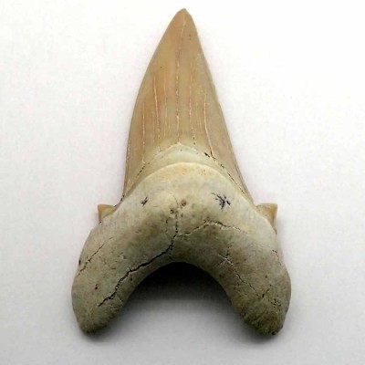 Comprar dientes de tiburón fosíles para colección, Otodus obliquus - F055 Comprar dientes de tiburón fosíles para colección, Otodus obliquus - F055