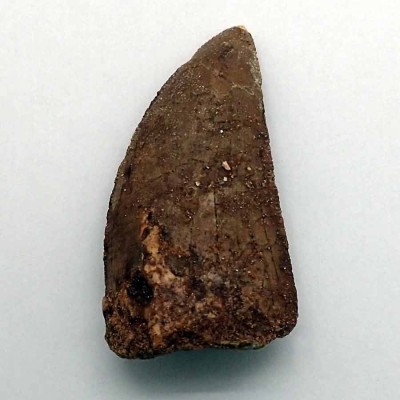 Buy Collection Dinosaurs tooth, Carchardosourus Saharicus - FD214 Buy Collection Dinosaurs tooth, Carchardosourus Saharicus - FD214
