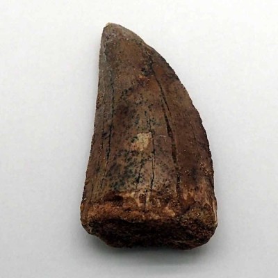 Buy Collection Dinosaurs tooth, Carchardosourus Saharicus - FD214 Buy Collection Dinosaurs tooth, Carchardosourus Saharicus - FD214
