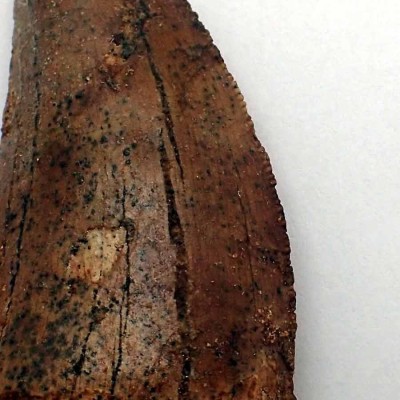 Buy Collection Dinosaurs tooth, Carchardosourus Saharicus - FD214 Buy Collection Dinosaurs tooth, Carchardosourus Saharicus - FD214