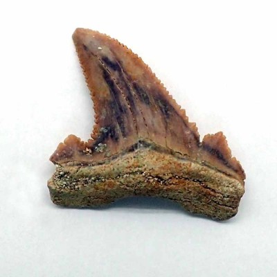 Comprar diente de colección de  Paleocarcarodon orientalis - F094