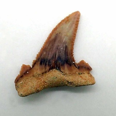 Comprar diente de colección de  Paleocarcarodon orientalis - F094