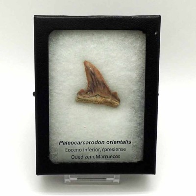 Comprar diente de colección de  Paleocarcarodon orientalis - F094
