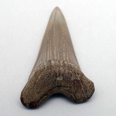 Comprar diente de colección, Isurus planus  - F070