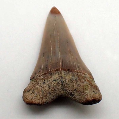 Comprar diente de colección, Isurus planus  - F070