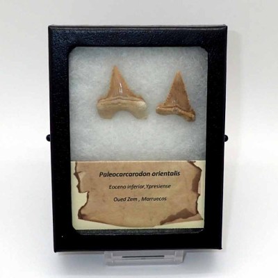 Comprar dientes de colección de  Paleocarcarodon orientalis - F159