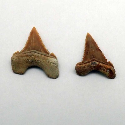 Comprar dientes de colección de  Paleocarcarodon orientalis - F159