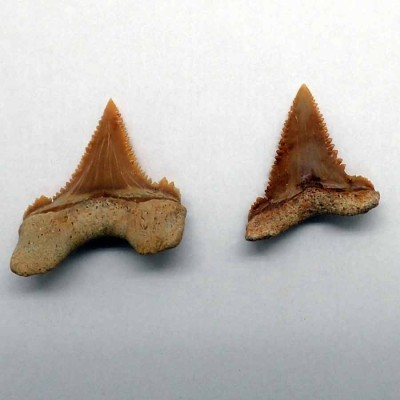 Comprar dientes de colección de  Paleocarcarodon orientalis - F159