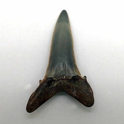 Comprar  diente tiburón fósil, Striatolamia macrota-F177