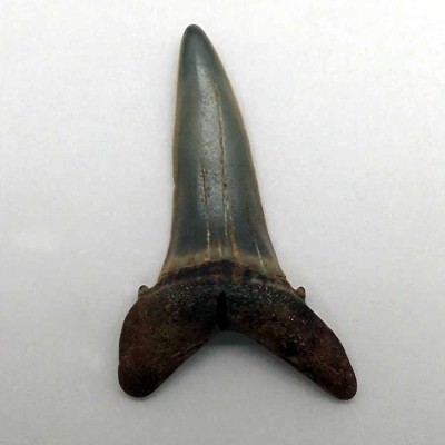 Comprar  diente tiburón fósil, Striatolamia macrota-F177
