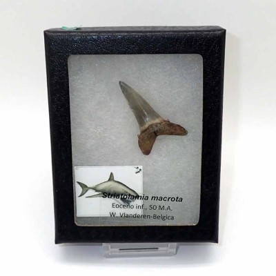 Comprar  diente tiburón fósil, Striatolamia macrota-F177