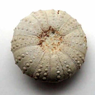 Comprar erizos fósiles de colección,Heterodiadema libycum-F663