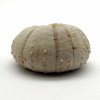 Comprar erizos fósiles de colección,Heterodiadema libycum-F663