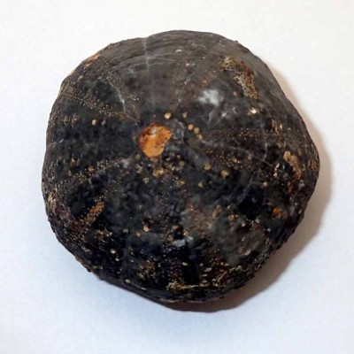 Comprar equinodermos de colección, Gymnocidaris atchanensis - F633