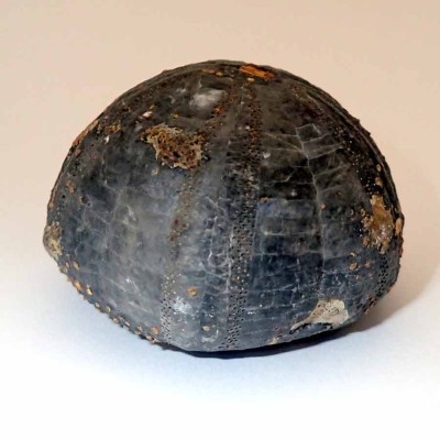 Comprar equinodermos de colección, Gymnocidaris atchanensis - F633