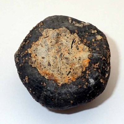 Comprar equinodermos de colección, Gymnocidaris atchanensis - F633