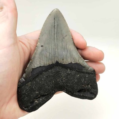 Comprar dientes de colección, Carcharocles megalodon - F077 Comprar dientes de colección, Carcharocles megalodon - F077