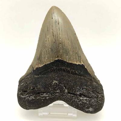 Comprar dientes de colección, Carcharocles megalodon - F077 Comprar dientes de colección, Carcharocles megalodon - F077