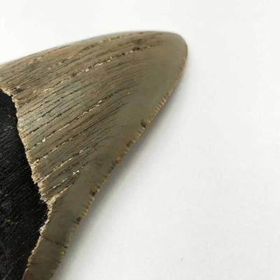 Comprar dientes de colección, Carcharocles megalodon - F077 Comprar dientes de colección, Carcharocles megalodon - F077