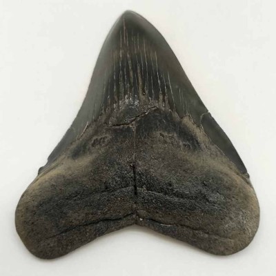 Comprar diente de colección de Carcharocles megalodon - F063 Comprar diente de colección de Carcharocles megalodon - F063