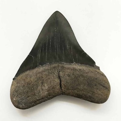 Comprar diente de colección de Carcharocles megalodon - F063 Comprar diente de colección de Carcharocles megalodon - F063