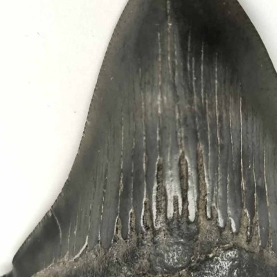 Comprar diente de colección de Carcharocles megalodon - F063 Comprar diente de colección de Carcharocles megalodon - F063