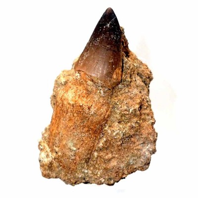 Plesiosaurus mauritanicus  FAR54