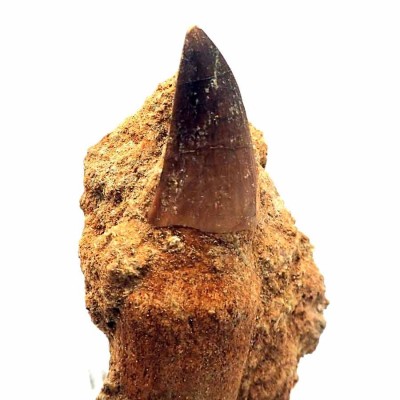 Comprar diente de Reptiles de colección ,Mosasaurus Leidón anceps-FAR78 Comprar diente de Reptiles de colección ,Mosasaurus Leidón anceps-FAR78