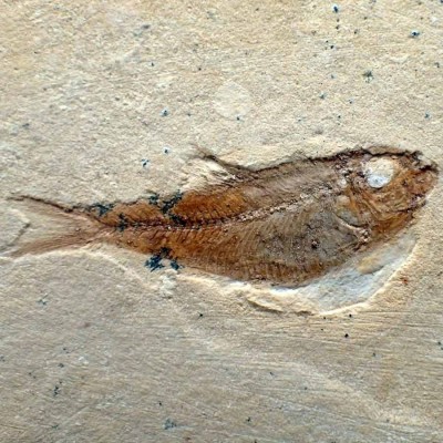 Comprar Peces de colección, Thorectichthys marocensis-Fp293 Comprar Peces de colección, Thorectichthys marocensis-Fp293