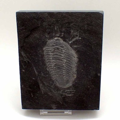 Buy fossil trilobites collection, Neseuretus avus-FT535 Buy fossil trilobites collection, Neseuretus avus-FT535