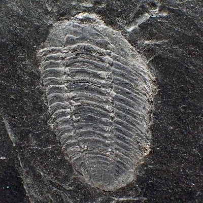 Buy fossil trilobites collection, Neseuretus avus-FT535 Buy fossil trilobites collection, Neseuretus avus-FT535