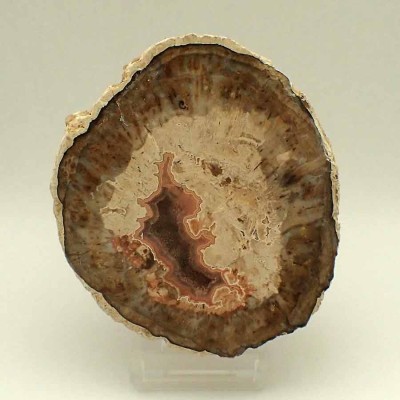 Buy collection xylopal, Araucaria sp.-FH321 Buy collection xylopal, Araucaria sp.-FH321