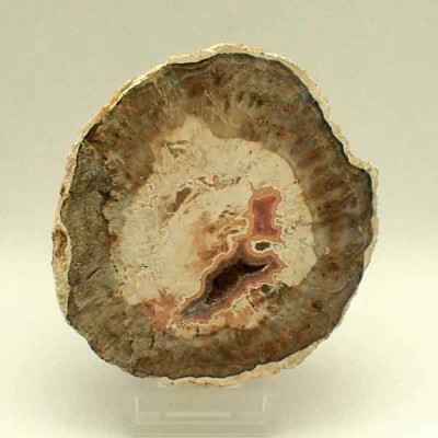 Buy collection xylopal, Araucaria sp.-FH321 Buy collection xylopal, Araucaria sp.-FH321