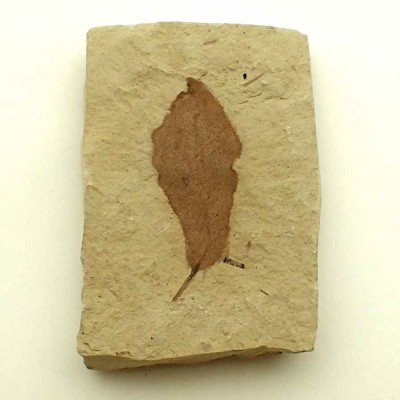 Buy fossil collection leaves, Laurus sp.-FH389 Buy fossil collection leaves, Laurus sp.-FH389