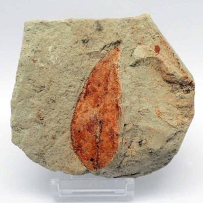Buy fossil collection leaves, Ficus sp. (Dicotyledonae)-FH362 Buy fossil collection leaves, Ficus sp. (Dicotyledonae)-FH362
